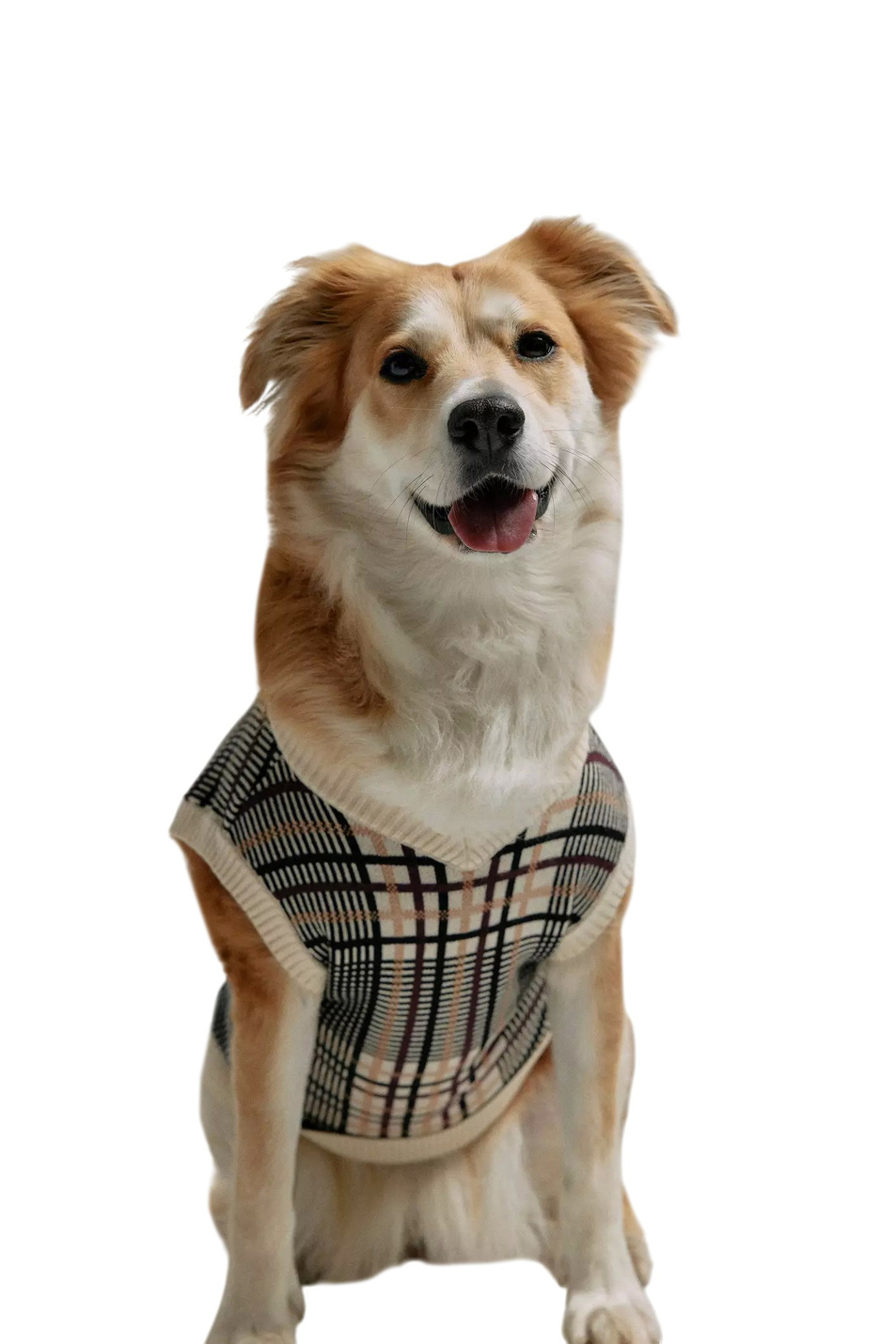 Женский Comma Одежда для собаки (цвет ), артикул 2172110 | Фото 3